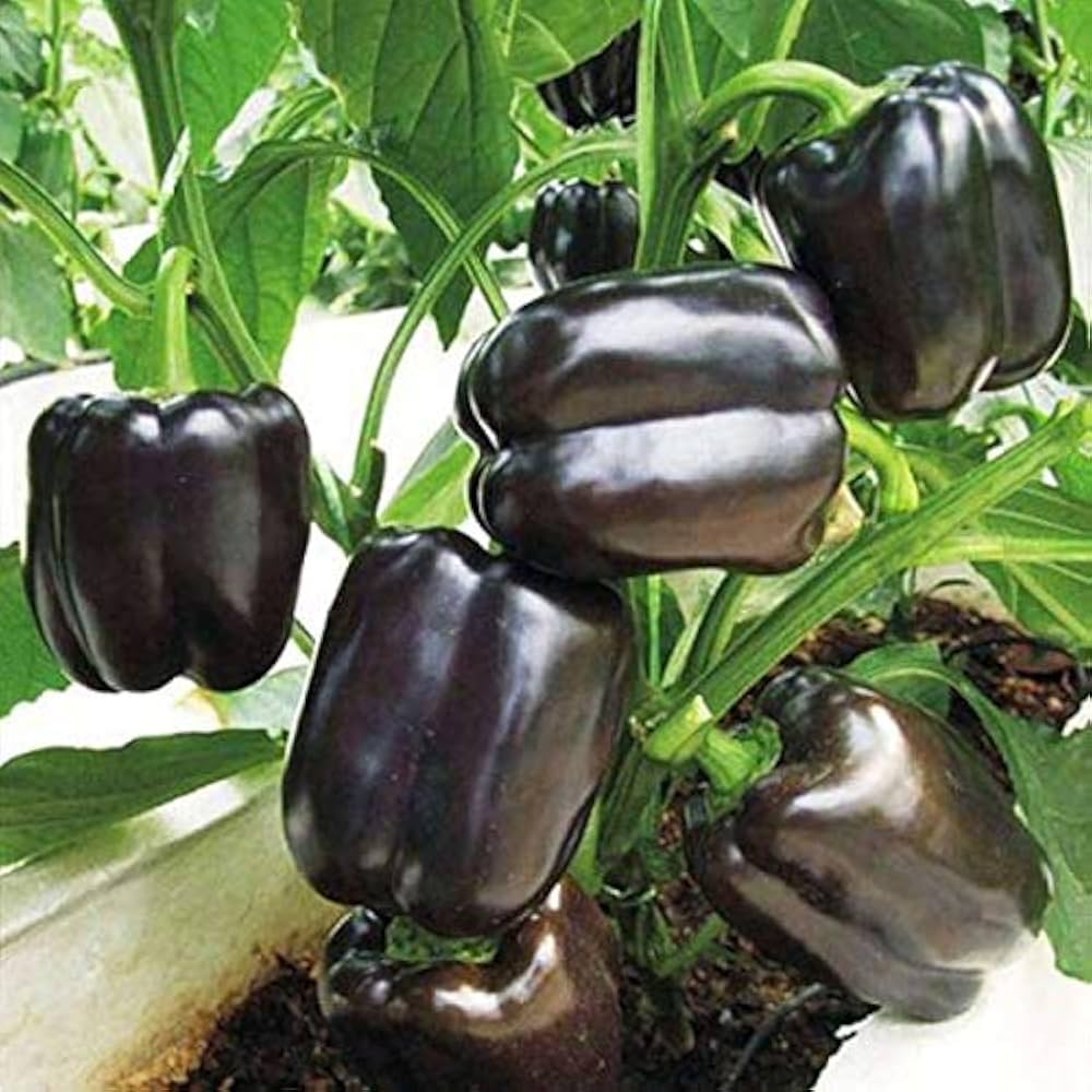 Closeup of Deep Purple bell pepper seeds
