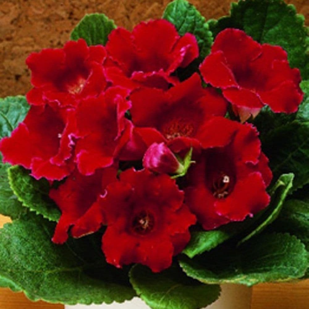 Red Brazilian Gloxinia Flower Seeds for Planting Cut Flower Favorite Heirloom & GMO Free Seeds for Home Garden
 
 Sale