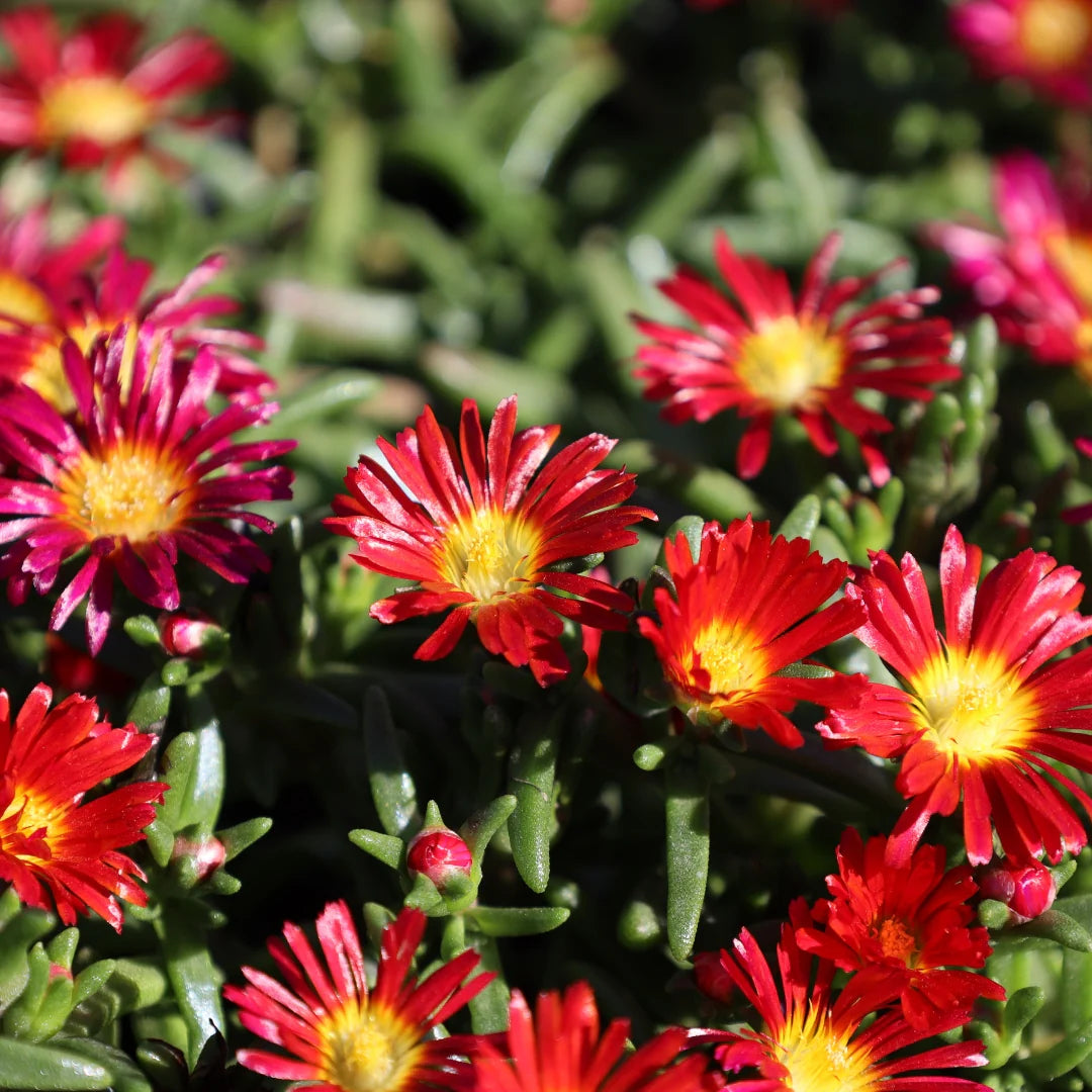 Yellow Red Ice Flower Seeds for Planting - Vibrant Annual Blooms Heirloom Non-GMO Seeds