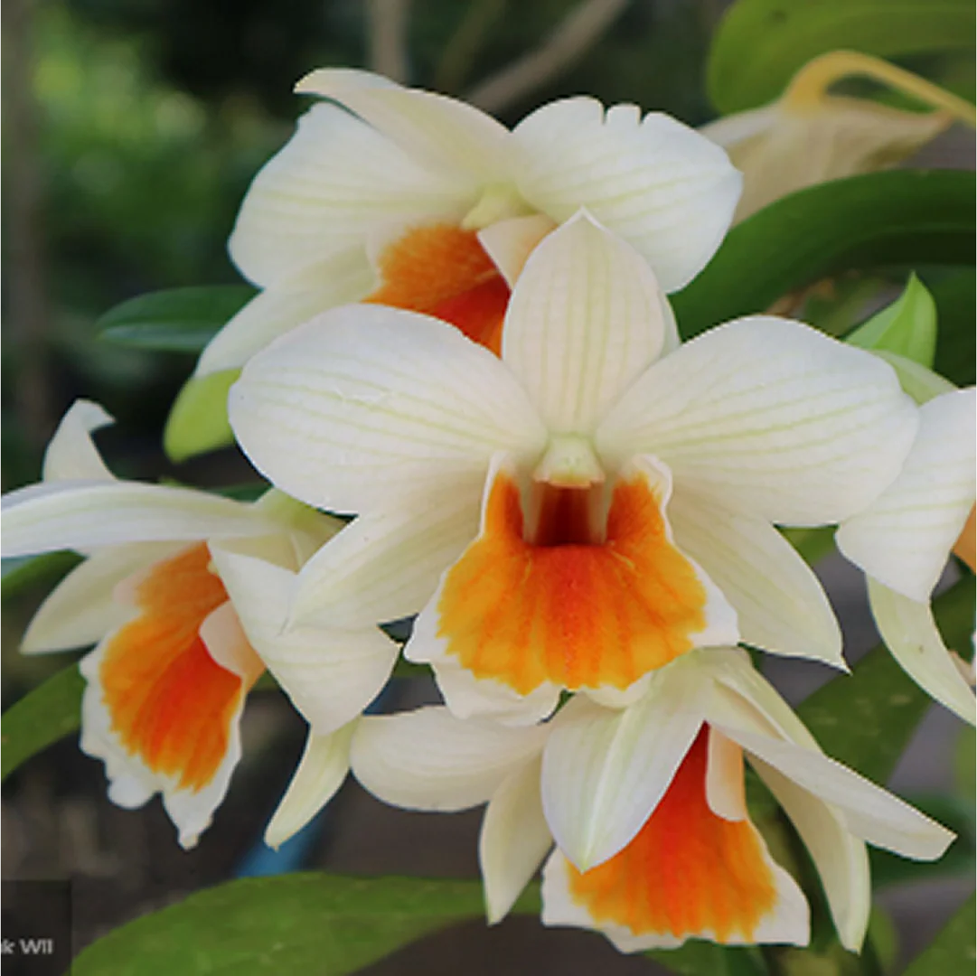 White Orange Orchid Flower seeds for Planting - Cut Flower Favorite, Heirloom & GMO Free0 Seeds for Home Garden