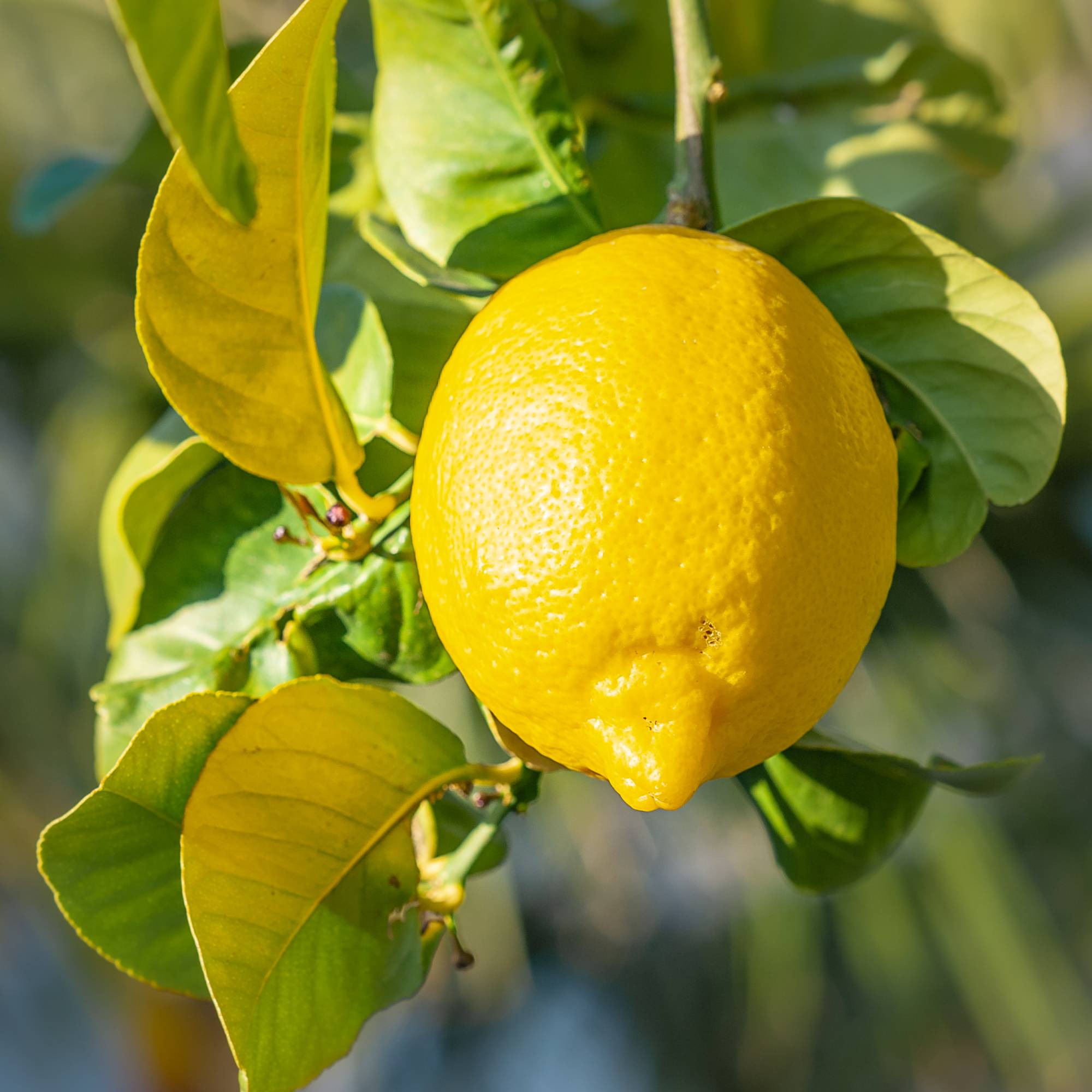 Fresh Harvest Lemon Seeds for Planting
