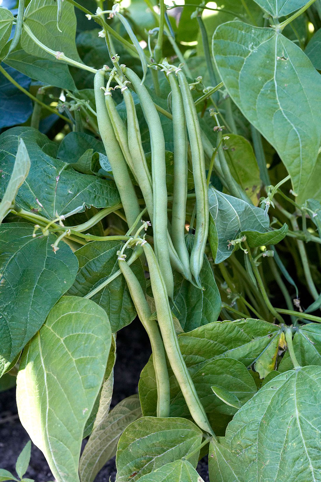 Green Pole Bean Seeds for Planting  Vegetable Garden Essentials
