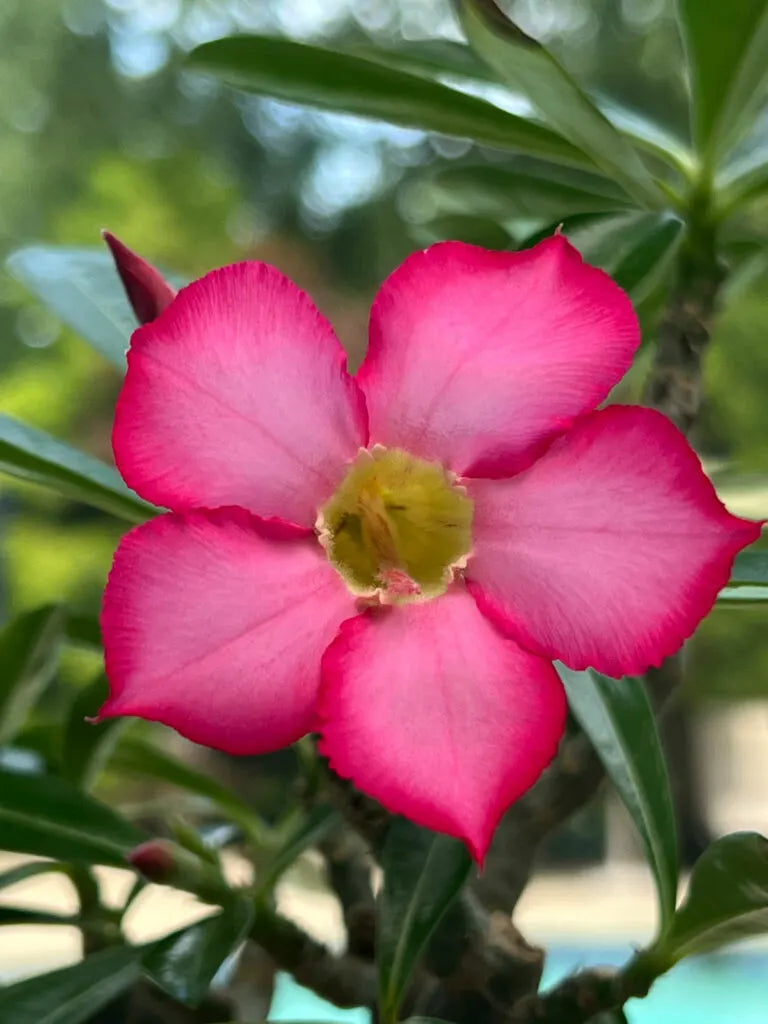 Thick (Thick Pink) seeds for planting in home garden