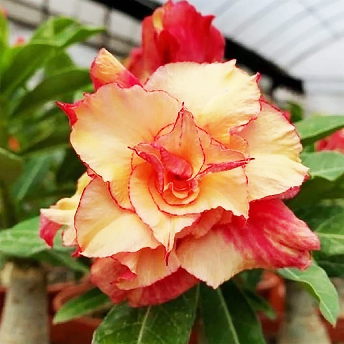 Adenium Seeds – Orange Adenium Seeds for Planting