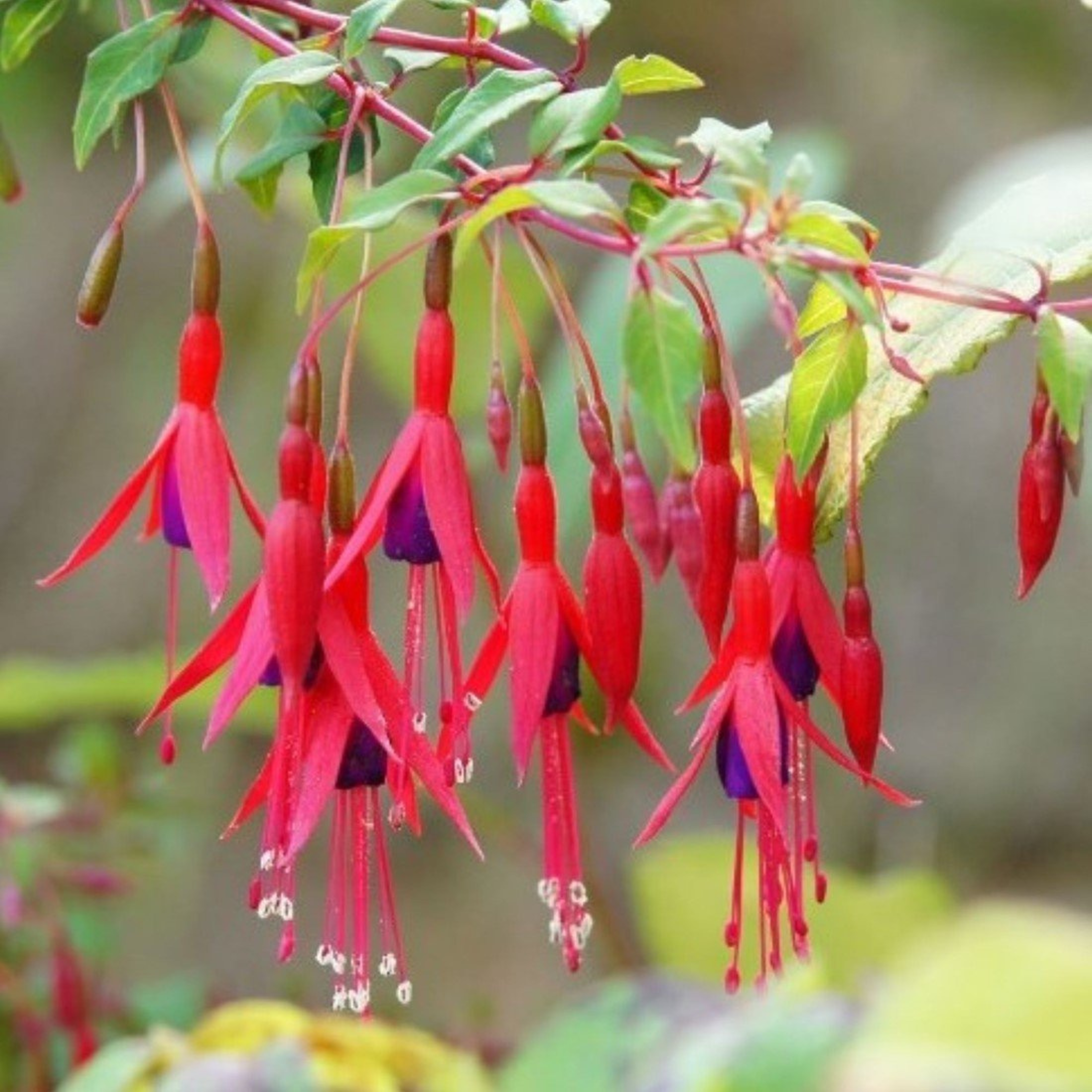 Purple Fuchsia Magellanica Flower seeds for Planting - Sun Loving, Heirloom & GMO Free Seeds for Home Garden
