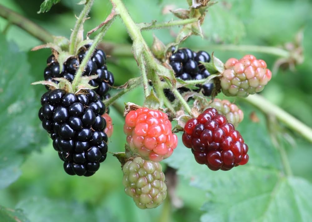 Dewberry plant with ripe fruit