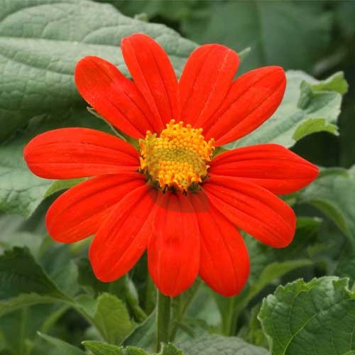 Orange Tithonia Speciosa Flower seeds for Planting - Perfect for Borders, Heirloom & GMO Free Seeds for Home Garden