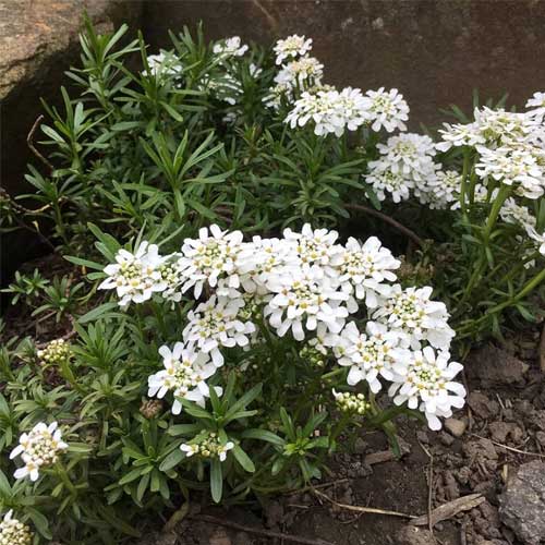 White Candytuf Flower seeds for Planting - Premium Quality, Heirloom & GMO Free Seeds for Home Garden
