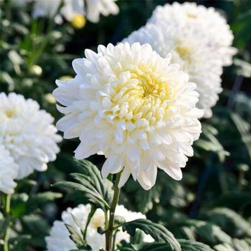 White Chrysanthemum Flower seeds for Planting - Sun Loving, Heirloom & GMO Free Seeds for Home Garden