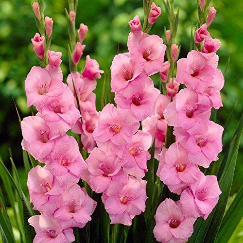 Light Pink Gladiolus Flower Seeds for Planting Fragrant Blossoms Heirloom & GMO Free Seeds for Home Garden
 
 Sale
