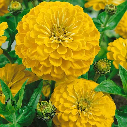 Canary Zinnia Flower seeds for Planting - Vibrant Colors, Heirloom & GMO Free Seeds for Home Garden
 
 Sale