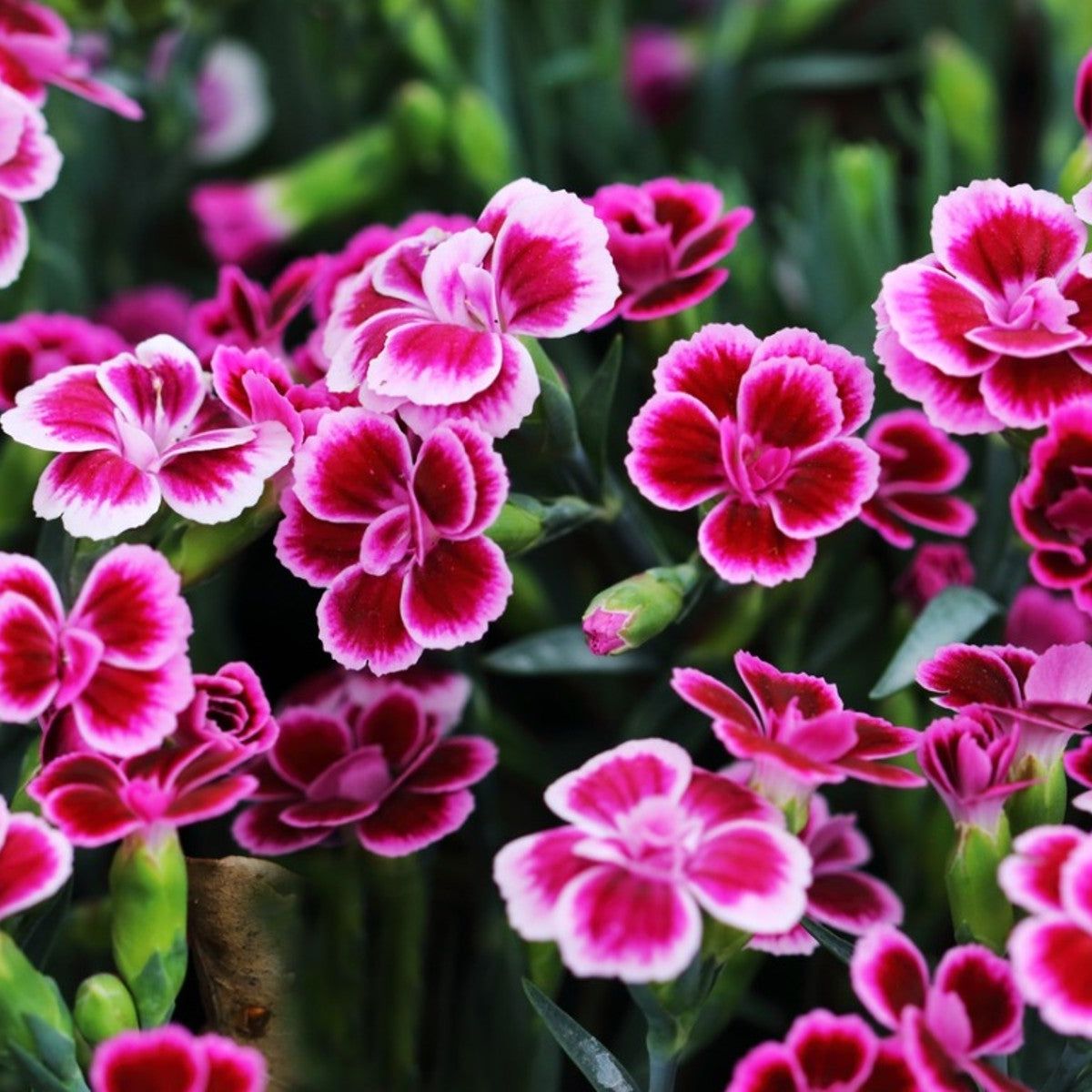 Heirloom Dianthus Seeds – Fragrant Carnation-Like Flowers for Gardens