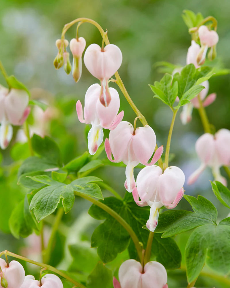 Light Pink Heart Flower Seeds for Planting Low Maintenance Heirloom & GMO Free Seeds for Home Garden
 
 Sale