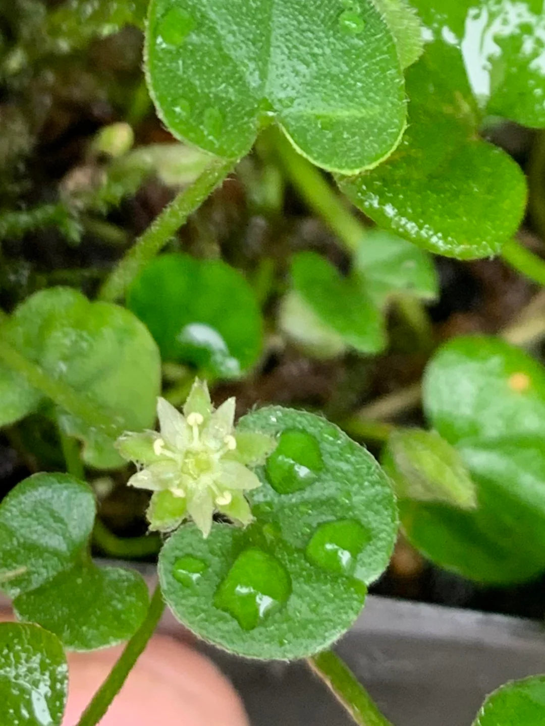 Dichondra Repens Lawn Flower seeds for Planting - Garden Favorite, Heirloom & GMO Free Seeds for Home Garden
