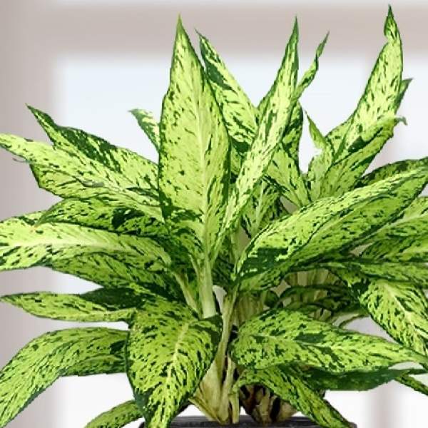 Green Sansevieria Flower seeds for Planting - Wildflower Mix, Heirloom & GMO Free Seeds for Home Garden