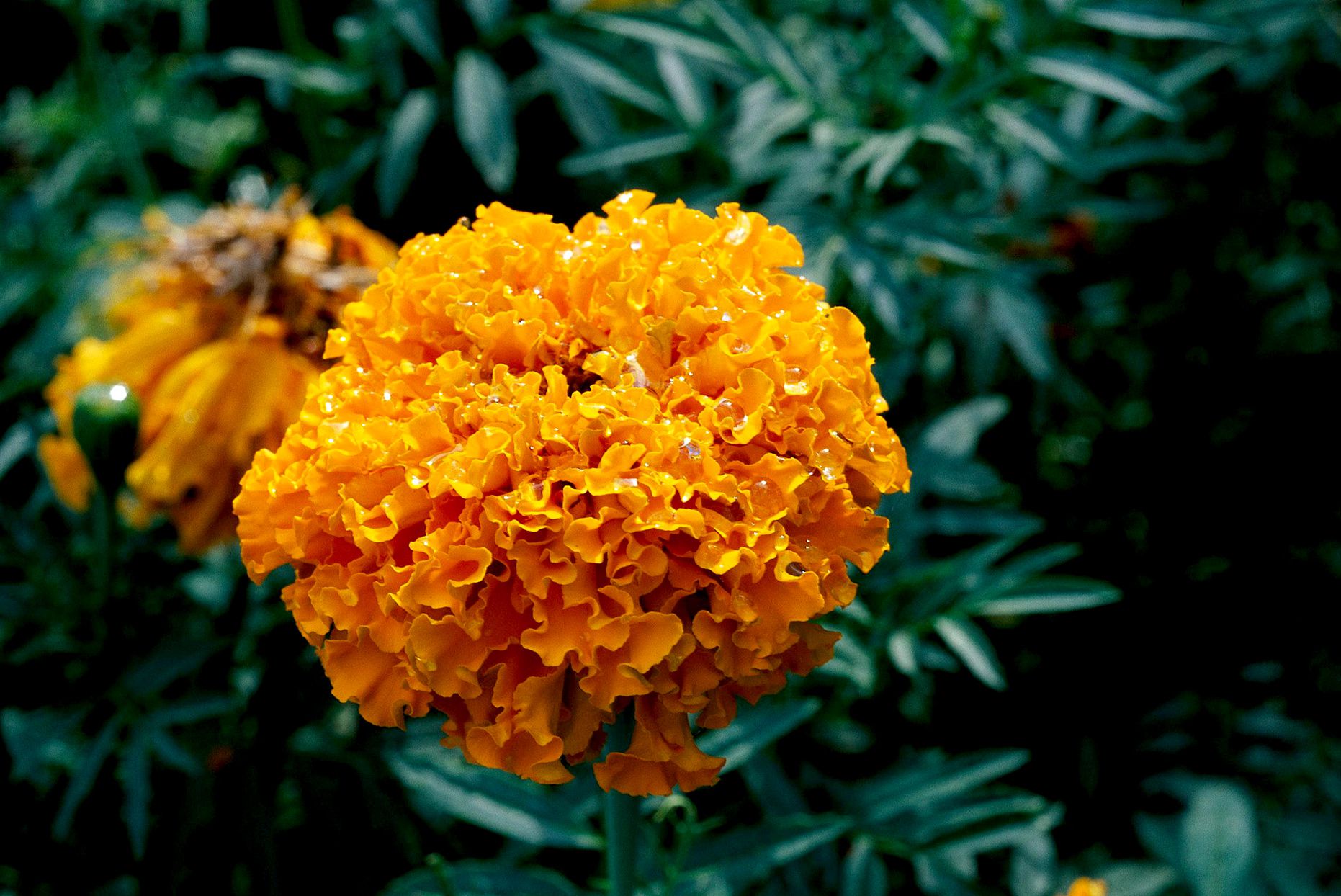 African Marigold Planting Seeds Collection - Premium Quality Seeds