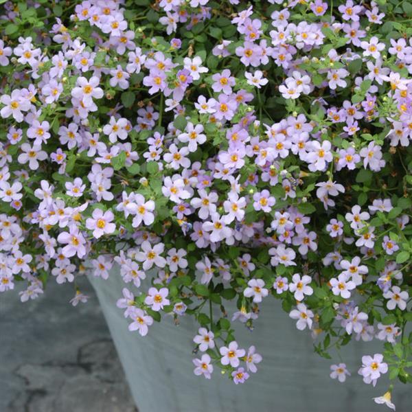 Bacopa Blutopia Flower seeds for Planting - Premium Quality, Heirloom & GMO Free Seeds for Home Garden