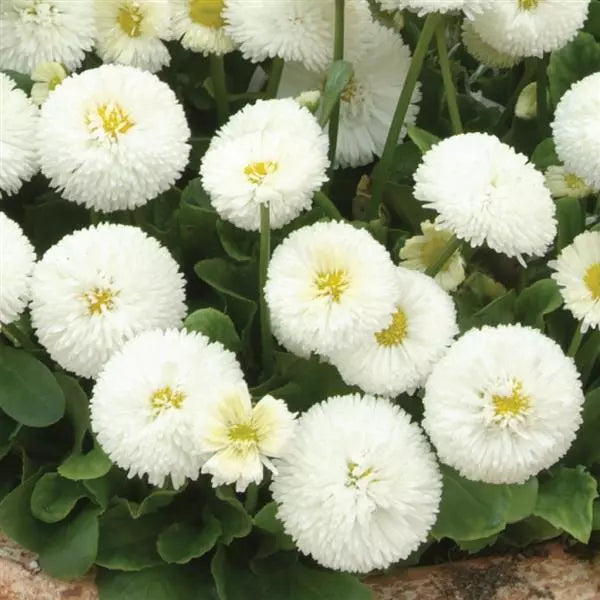 White Bellis Perennis Flower seeds for Planting - Easy to Grow, Heirloom & GMO Free Seeds for Home Garden