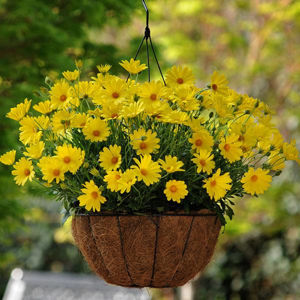 Yellow Osteospermum Flower seeds for Planting - Bright Blooms, Heirloom & GMO Free Seeds for Home Garden
