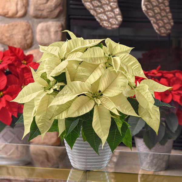 Light Yellow Poinsettia Flower seeds for Planting - Pollinator Friendly, Heirloom & GMO Free Seeds for Home Garden