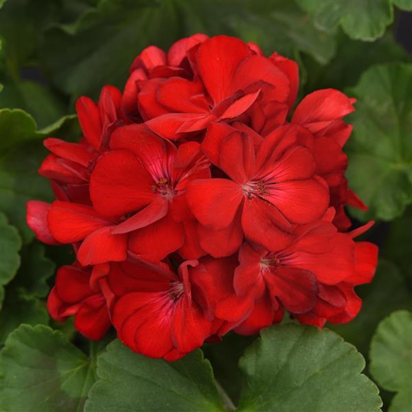 Red Geranium Breakaway Flower seeds for Planting - Drought Tolerant, Heirloom & GMO Free Seeds for Home Garden