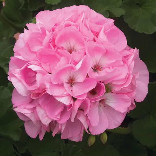 Light Pink Geranium Flores Flower Seeds for Planting Easy to Grow Heirloom & GMO Free Seeds for Home Garden
 
 Sale