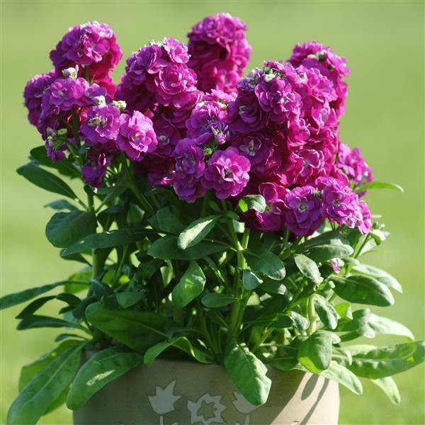 Matthiola Incana Deep Purple Flower seeds for Planting - Garden Favorite, Heirloom & GMO Free Seeds for Home Garden