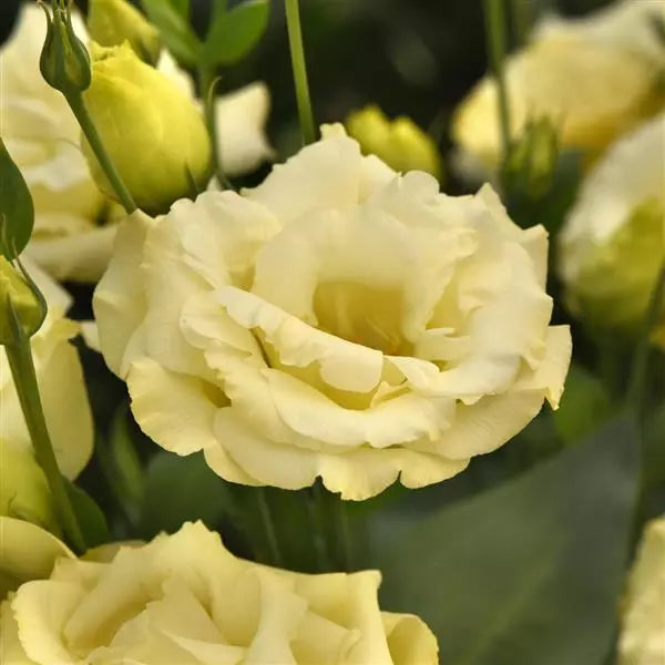 Yellow Lisianthus Flower seeds for Planting - Cottage Garden Essential, Heirloom & GMO Free Seeds for Home Garden