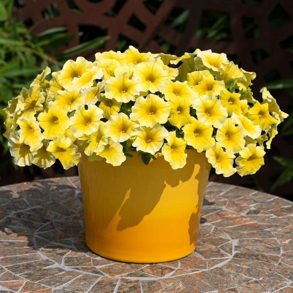 White Yellow Calibrachoa Flower seeds for Planting - Wildflower Mix, Heirloom & GMO Free Seeds for Home Garden