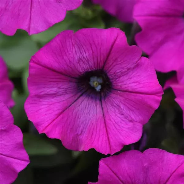 Pink Trailing Petunia Flower seeds for Planting - Hardy Variety, Heirloom & GMO Free Seeds for Home Garden