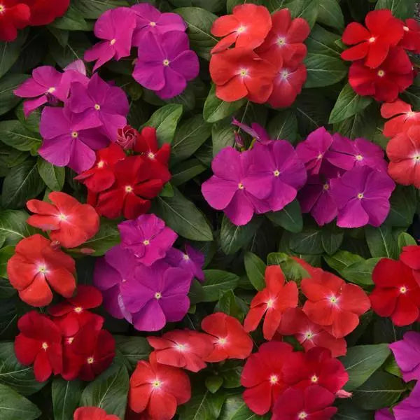Mixed Vinca Flower seeds for Planting - Garden Favorite, Heirloom & GMO Free Seeds for Home Garden