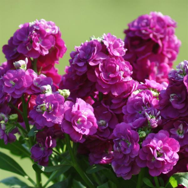 Matthiola Incana Deep Purple Flower seeds for Planting - Garden Favorite, Heirloom & GMO Free Seeds for Home Garden