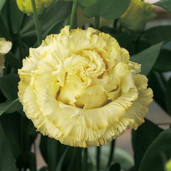 Light Yellow Eustoma (Lisianthus) Flower Seeds for Planting Heirloom NONGMO Seeds Wildflower Mix 
 
 Sale