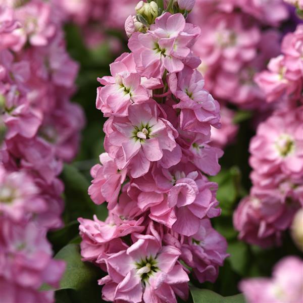 Baby Pink Matthiola Incana Flower seeds for Planting - Fragrant Blossoms, Heirloom & GMO Free Seeds for Home Garden