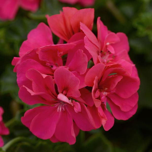 Rose Pelargonium Peltatum Seeds for Planting Wildflower Mix Heirloom & GMO Free Seeds for Home Garden
 
 Sale