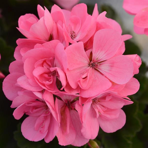 Light Pink Geranium Pelargonium Seeds for Planting Premium Quality Heirloom & GMO Free Seeds for Home Garden
 
 Sale