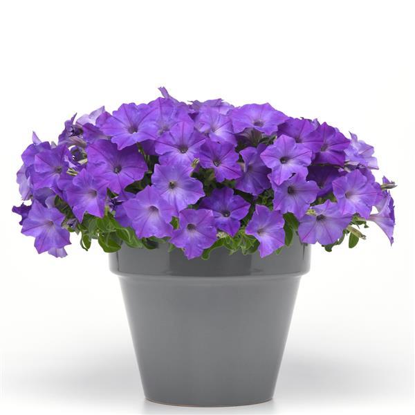 Blue Petunia Flower Seeds  Perfect for Planting