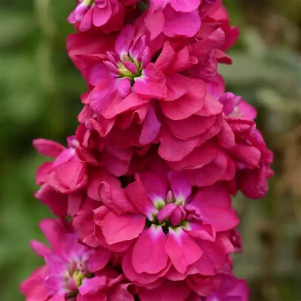 Pink Matthiola Flower seeds for Planting - Premium Quality, Heirloom & GMO Free Seeds for Home Garden
