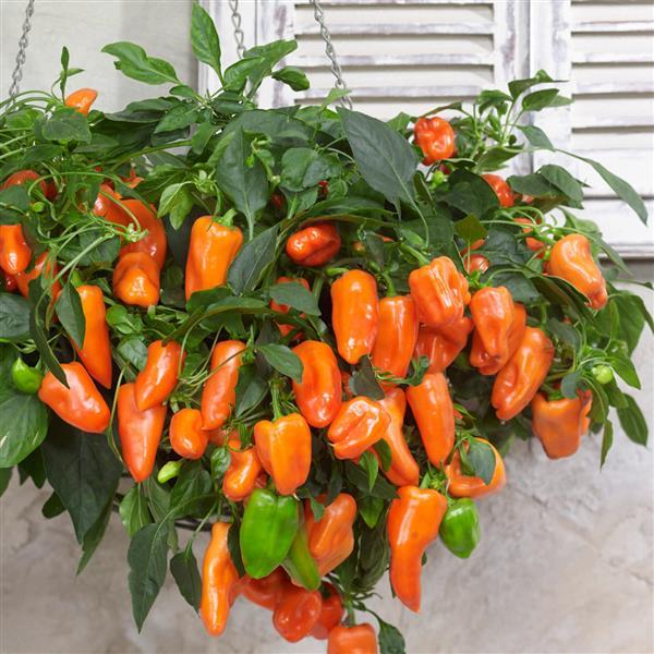 Orange Pepper Seeds for Planting - Grow Vibrant Vegetable Peppers at Home for Planting, Premium Vegetable Seeds | Heirlo