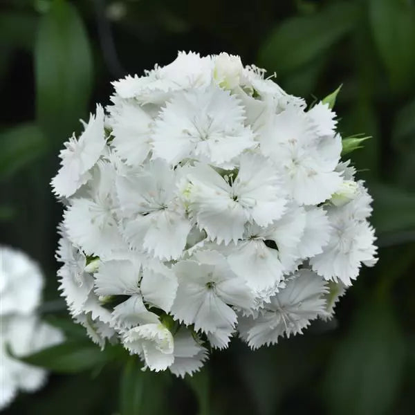White Dianthus Flower seeds for Planting - Compact Growth, Heirloom & GMO Free Seeds for Home Garden