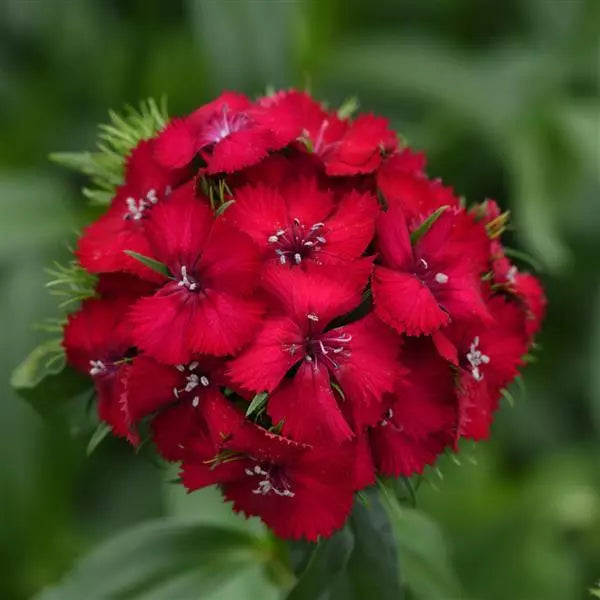 Red William Flower Seeds for Planting