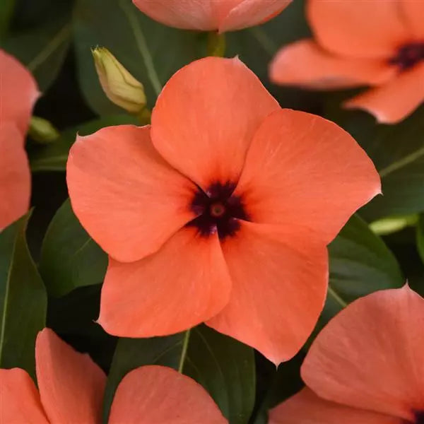 Orange Periwinkle Flower seeds for Planting - Pollinator Friendly, Heirloom & GMO Free Seeds for Home Garden