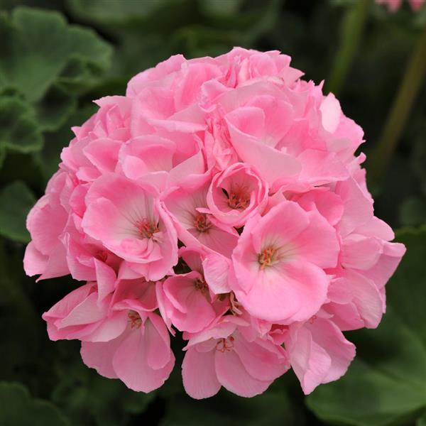 Light Pink Geranium Pelargonium Seeds for Planting Premium Quality Heirloom & GMO Free Seeds for Home Garden
 
 Sale