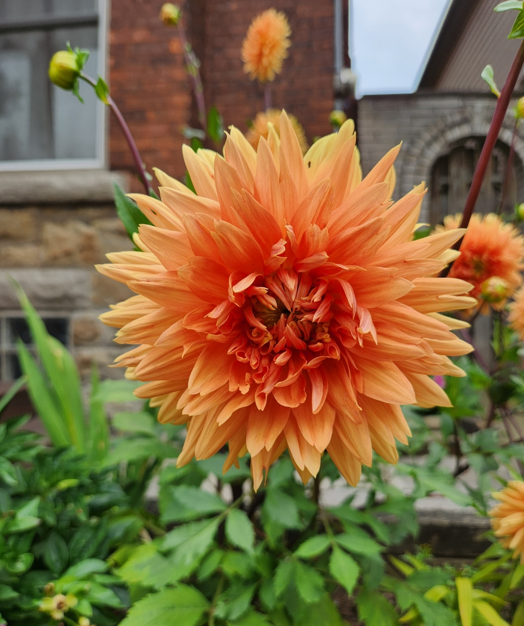 Yellow Orange Dahlia Flower Seeds for Planting Seasonal Bloomer Heirloom & GMO Free Seeds for Home Garden
 
 Sale