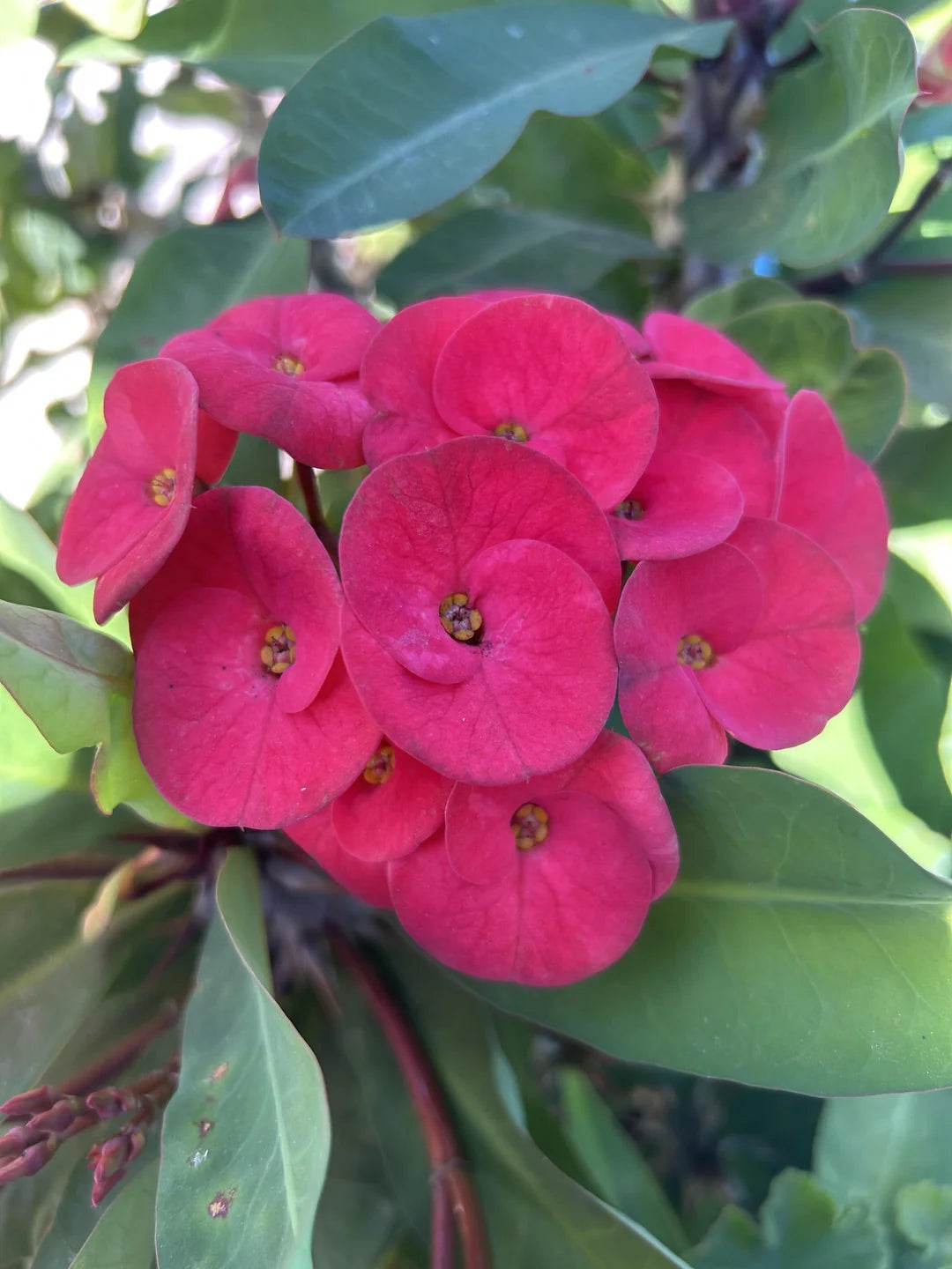 Purple Euphorbia Milii Flower seeds for Planting - Colorful Display, Heirloom & GMO Free Seeds for Home Garden