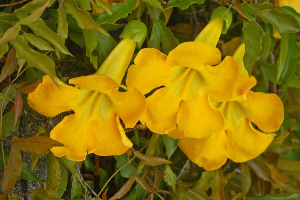 Dolichandra Flower seeds for Planting Cut Flower Favorite Heirloom & GMO Free Seeds for Home Garden