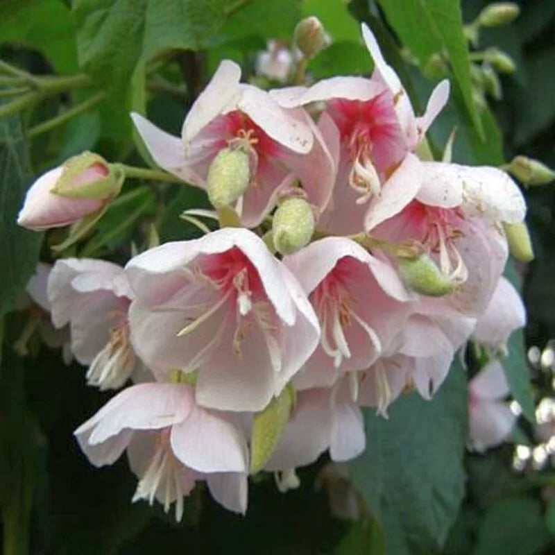 Dombeya Burgessiae Flower seeds for Planting - Low Maintenance, Heirloom & GMO Free Seeds for Home Garden