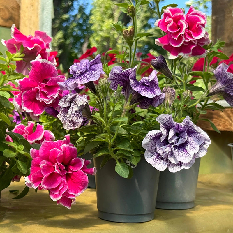 Double Petunia Seeds for Planting Petunia hybrida for hanging baskets and flower beds
