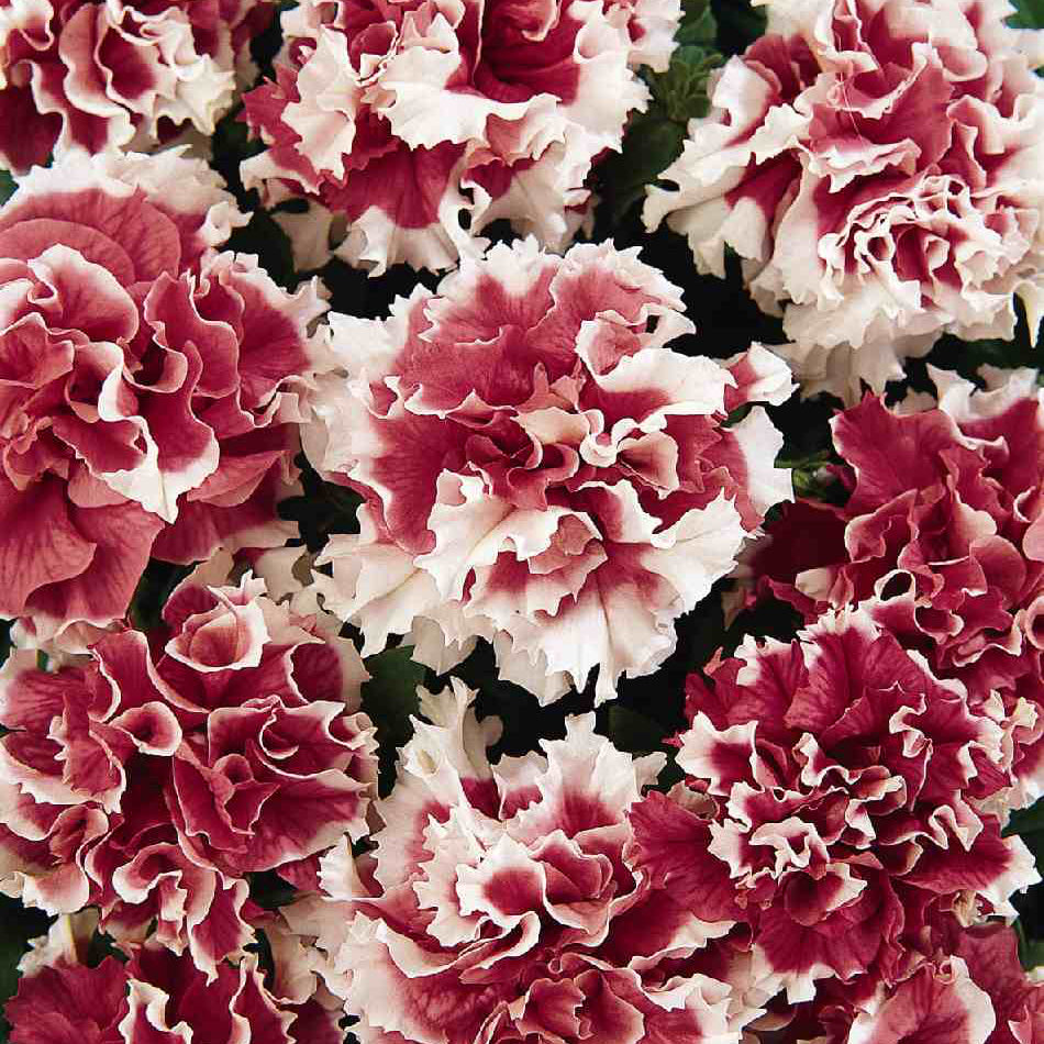 Double Petunia Seeds – Organic Non-GMO Ruffled Flowers for Home Gardens