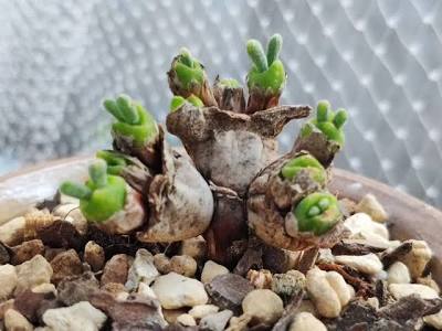 Monilaria Obconica Succulent Seeds for Planting Monilaria obconica for rock gardens and succulent collections